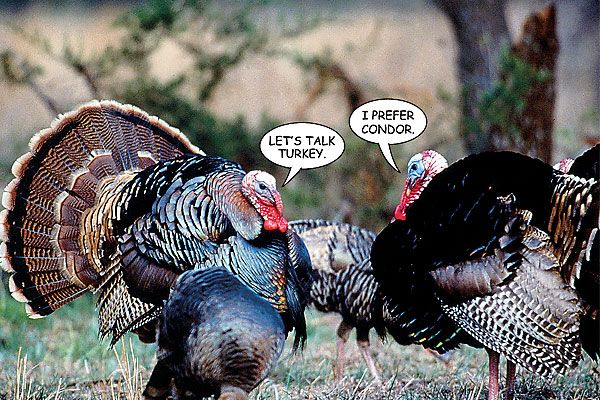 Gobble gobble goofs that will make you laugh.
