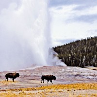 Image result for yellowstone non copyright photos
