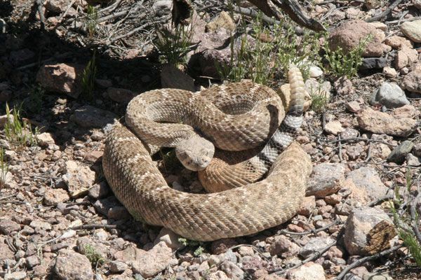 rattlesnake-blog