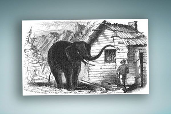 seen-the-elephant-blog