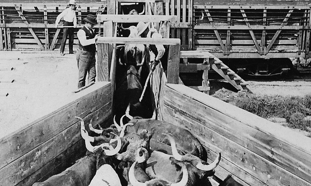 photo cattle loaded onto train chicago stockyards