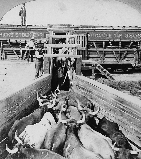 chicago stockyards