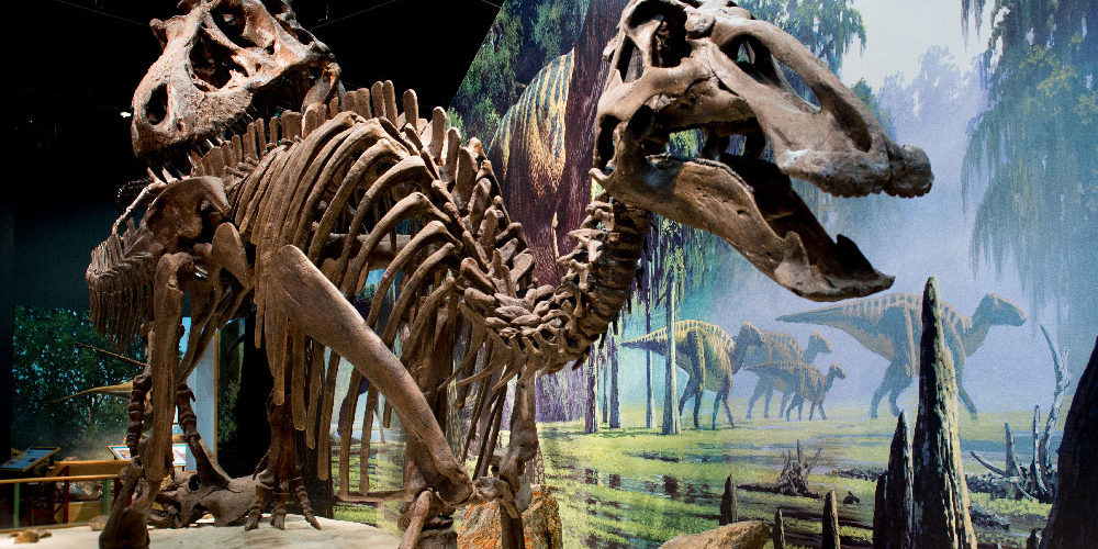 Dinosaur skeleton in museum in Montana
