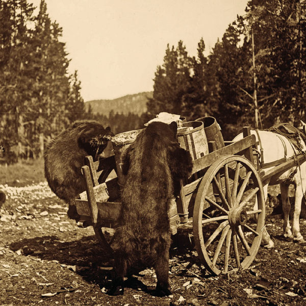 bears rummaging through wagon in yellowstone national park true west magazine