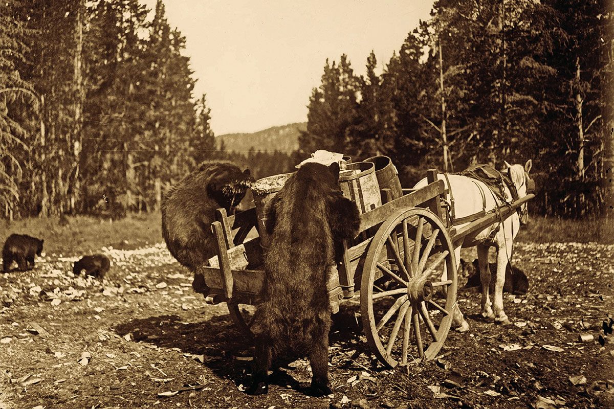 bears rummaging through wagon in yellowstone national park true west magazine