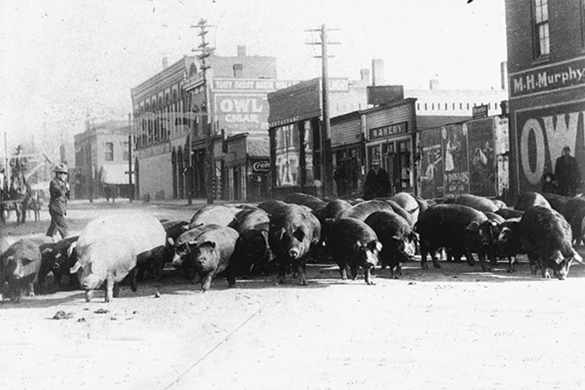 the-longest-cattle-drive-in-american-history-true-west-magazine